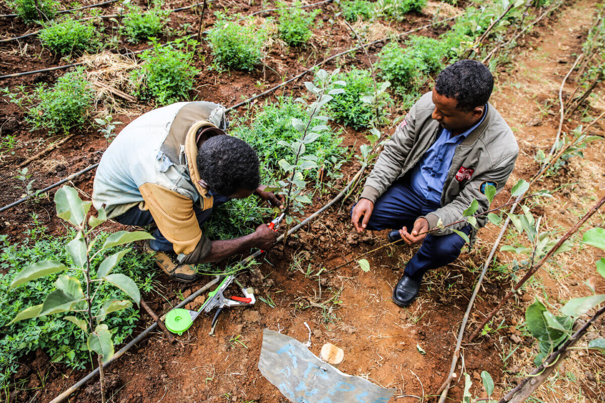 Ethiopian entrepreneur and employee cutting vegetable fruit crop