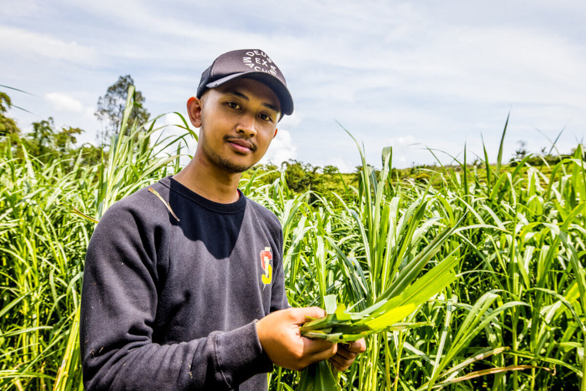 farmers indonesia, milk cooperative KPSP Setia Kawan