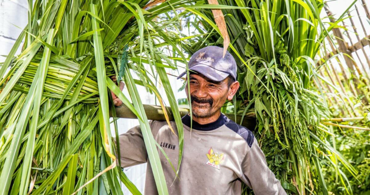 Milk cooperative in Indonesia ready for the future