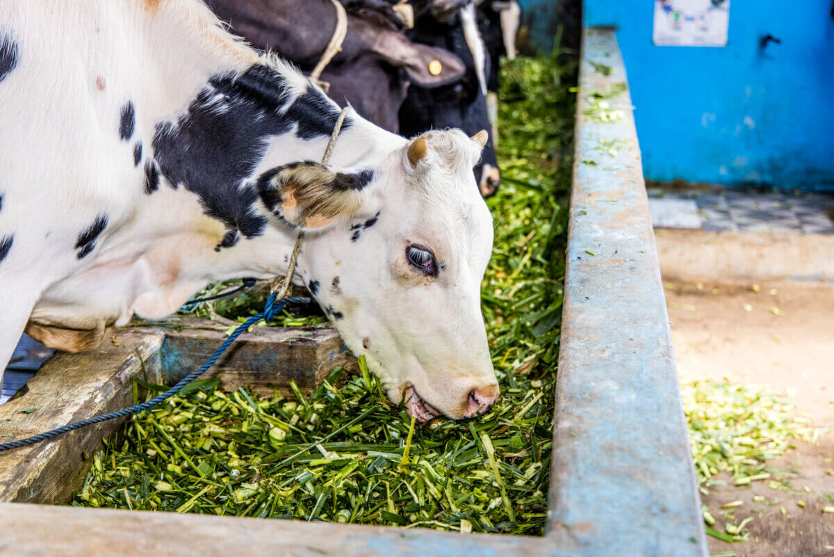 farmers indonesia, milk cooperative KPSP Setia Kawan