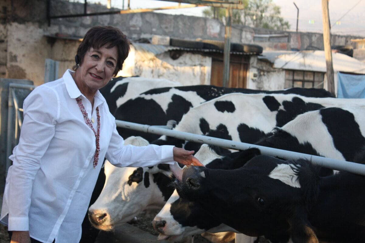 Peru, entrepreneur posing on picture with cow