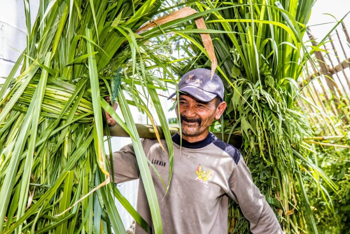 farmers indonesia, milk cooperative KPSP Setia Kawan